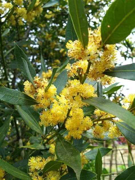 月桂 種植|月桂樹（ローリエ）とは？ 育て方、植え付け、剪定、保存や利。